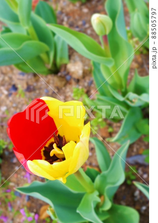 のおがたチューリップフェアの2色チューリップ のおがたチューリップフェアの2色チューリップ 88505797