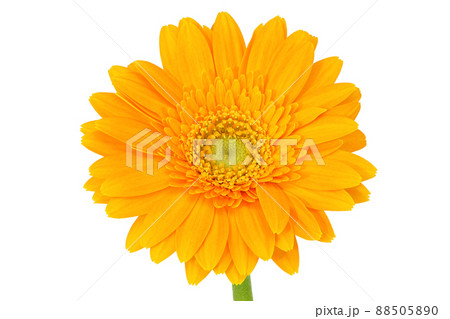 【ガーベラ】 (深度合成) 【ガーベラ】 (深度合成) 88505890
