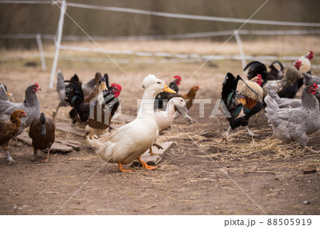 Group of geese, roosters and hens walking around yard and garden Group of geese, roosters and hens walking around yard and garden 88505919