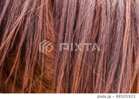 Brown horse fur and mane texture or backgrounde 88505923