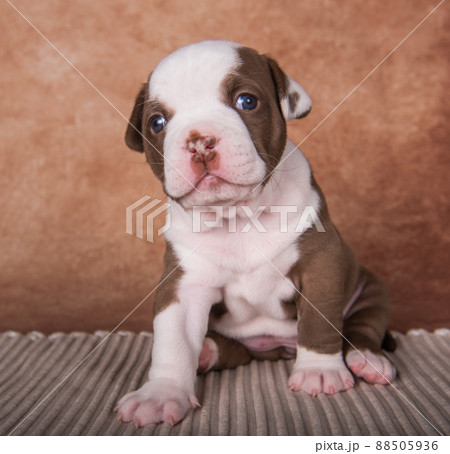 Funny American Bullies puppy on brown background Funny American Bullies puppy on brown background 88505936