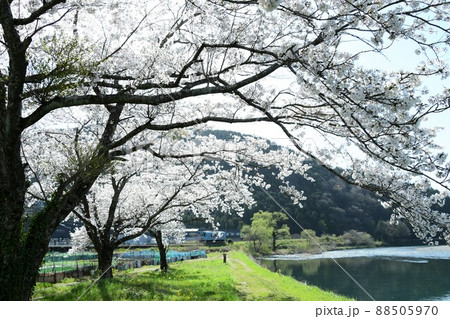 桜咲くローカル線 88505970