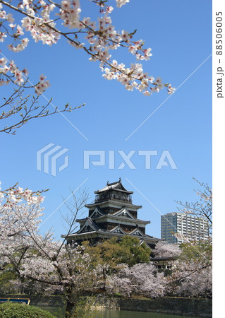 広島城の桜 広島城の桜 88506005