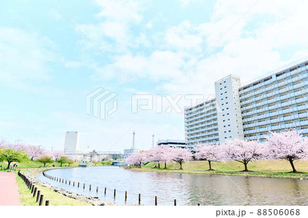 旧中川水辺公園の春 桜 旧中川水辺公園の春 桜 88506068