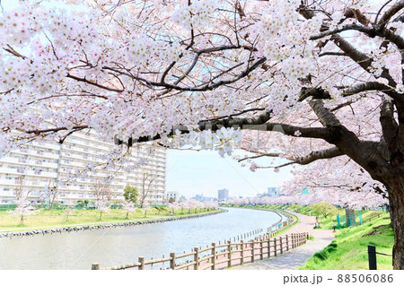 旧中川水辺公園の春　桜 88506086
