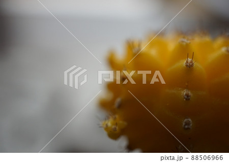 サボテン 88506966