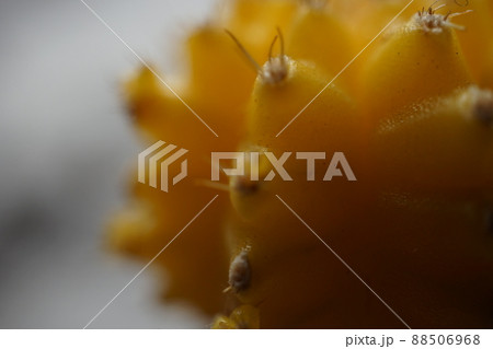 サボテン 88506968