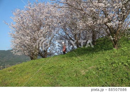 糸島市 端山古墳 桜 女性 糸島市 端山古墳 桜 女性 88507086