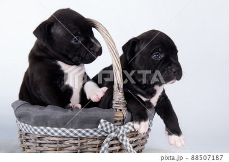 Black and white American Staffordshire Terrier dogs or AmStaff puppies on white background Black and white American Staffordshire Terrier dogs or AmStaff puppies on white background 88507187