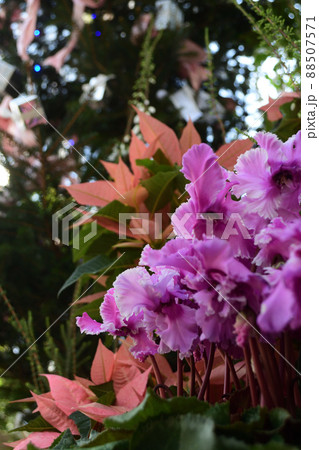 シクラメン、ポインセチアとクリスマス飾り 88507571