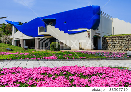 くじらの眠る丘（鹿児島県南さつま市大浦町） 88507710