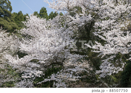 山郷神社(やまさとじんじゃ)の桜(倉吉市関金) 山郷神社(やまさとじんじゃ)の桜(倉吉市関金) 88507750