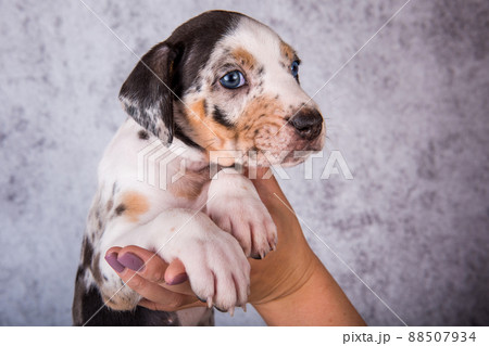 Louisiana Catahoula Leopard Dog puppy on hands 88507934