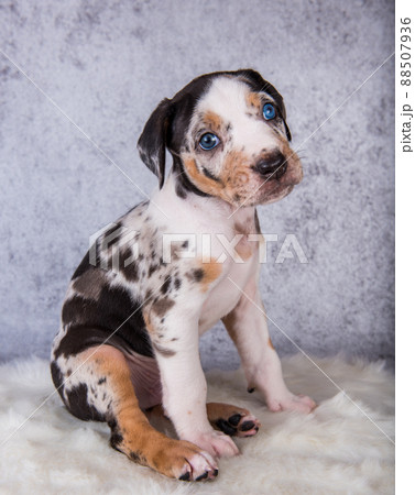 Louisiana Catahoula Leopard Dog puppy sitting on gray 88507936