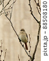 ジョウビタキ 88508180