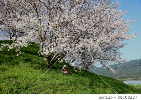 福岡県糸島市 桜 端山古墳 女性 福岡県糸島市 桜 端山古墳 女性 88508227