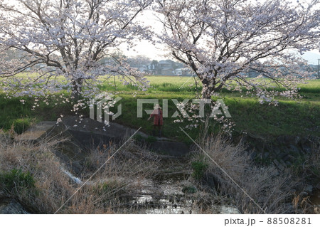 福岡県糸島市　桜　端山古墳　女性 88508281