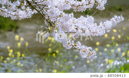 桜と菜の花 88508413