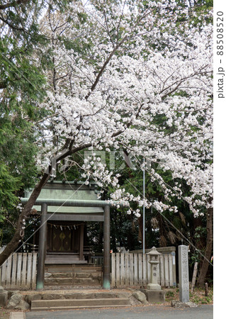 【愛知県】　砥鹿神社 88508520