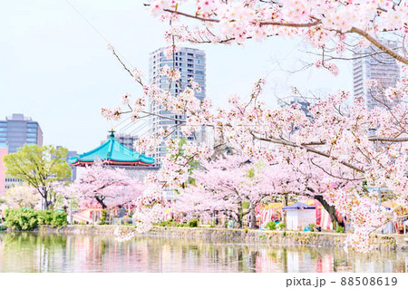 上野公園の春　桜 88508619
