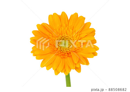 【ガーベラ】 (深度合成) 【ガーベラ】 (深度合成) 88508682