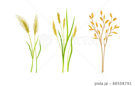 Cereal plants set. Stalks of grain plants vector illustration 88508791