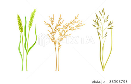 Cereal plants set. Spikelets of wheat, rye, oat vector illustration 88508793