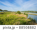 春の加古川　からし菜の繁茂　（兵庫県加古川市） 88508882