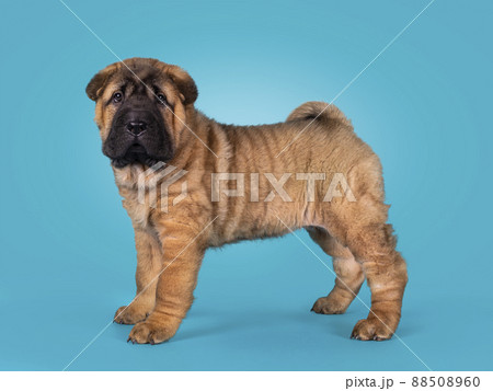 Sharpei dog puppy on turquoise blue background 88508960