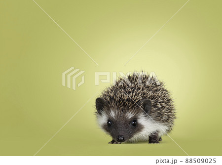 Hedgehog on green background 88509025