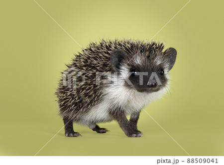 Hedgehog on green background 88509041