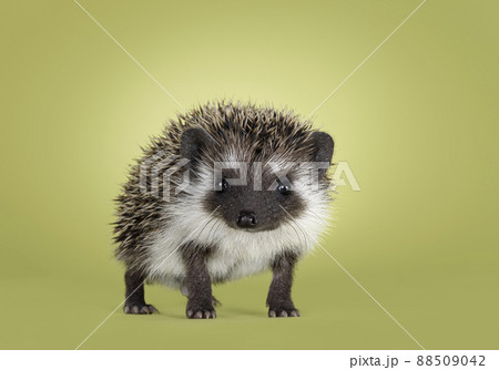 Hedgehog on green background 88509042