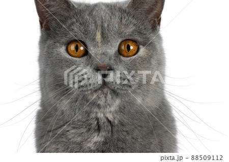British Shorthair cat on white background 88509112
