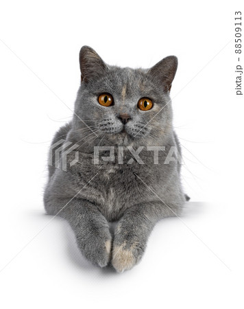 British Shorthair cat on white background British Shorthair cat on white background 88509113