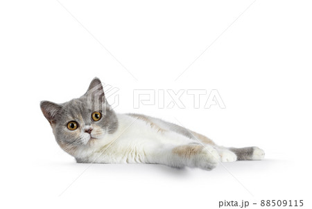 British Shorthair cat on white background British Shorthair cat on white background 88509115