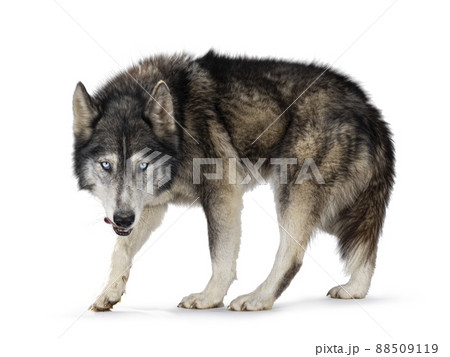 American Wofdog on white background 88509119