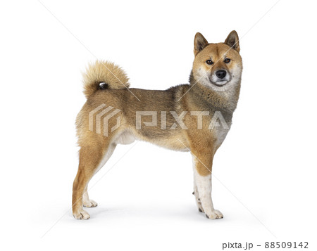 Shiba Inu dog on white background Shiba Inu dog on white background 88509142