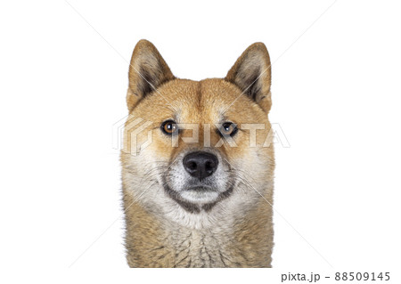 Shiba Inu dog on white background 88509145