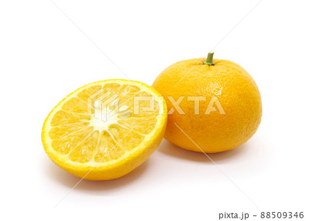 夏蜜柑(夏みかん) 夏蜜柑(夏みかん) 88509346