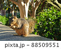 リス(ロサンゼルスの公園にて) 88509551