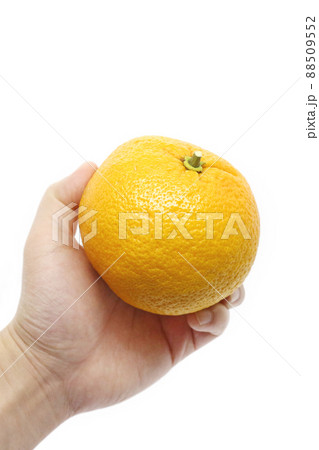 手に持った夏蜜柑(夏みかん) 手に持った夏蜜柑(夏みかん) 88509552