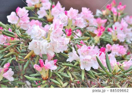 石楠花の花 88509662