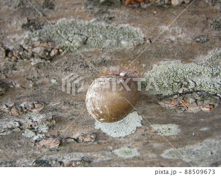 D5345 繭 D5345 繭 88509673