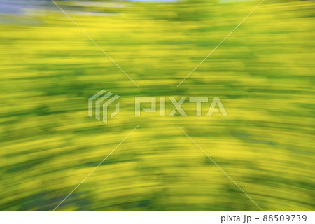 菜の花 菜の花 88509739