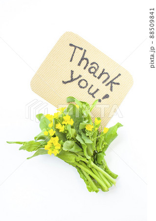 メッセージカードと菜の花 88509841