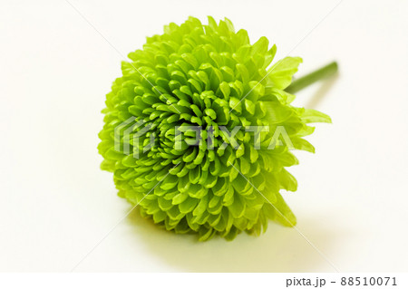 Close-up head of green chrysanthemum on the white background. 88510071