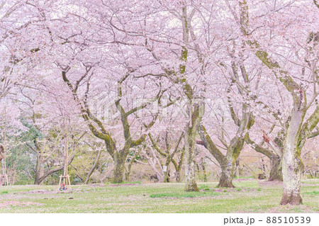 あけぼの山公園の春 桜 あけぼの山公園の春 桜 88510539