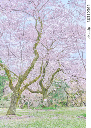 あけぼの山公園の春　桜 88510566