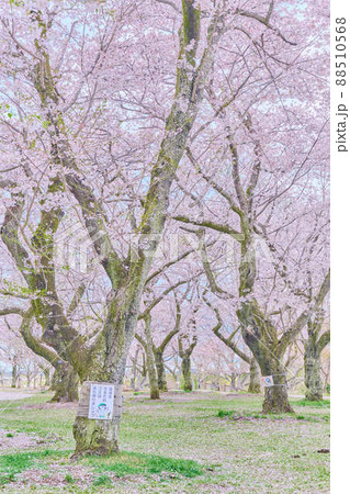 あけぼの山公園の春 桜 あけぼの山公園の春 桜 88510568