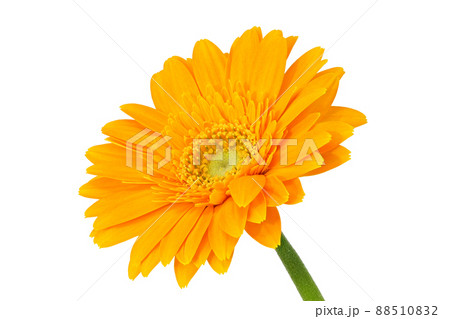 【ガーベラ】 (深度合成) 【ガーベラ】 (深度合成) 88510832